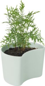 Doniczka Your Tree z nasionami sosny zielona – ekologiczna doniczka, nasiona sosny, kolor zielony